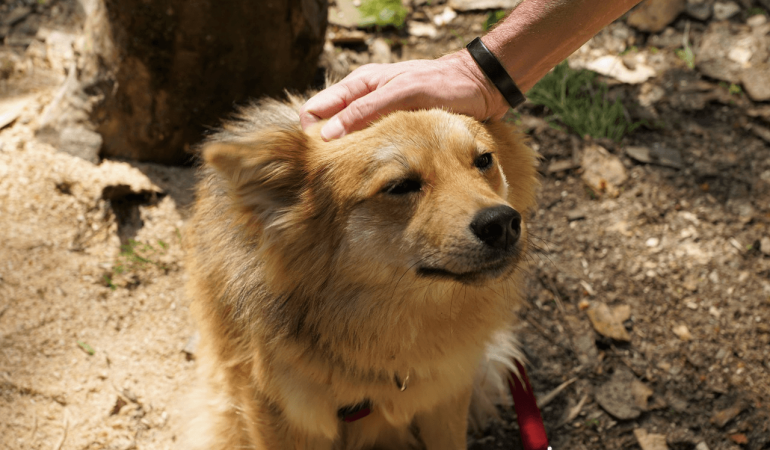 Education positive du chien : principes et bienfaits
