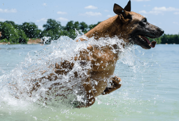 Comment apprendre a nager à mon chien