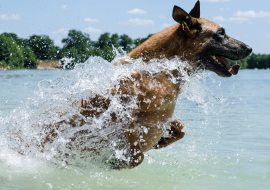 Comment apprendre a nager à mon chien