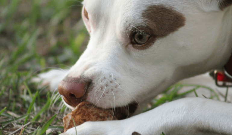 Pourquoi mon chien mange des crottes ?