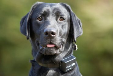 Peut-on dresser un chien avec un collier de dressage ?