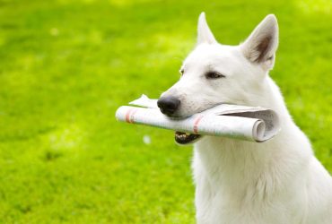 Apprendre à mon chien à rapporter le courrier